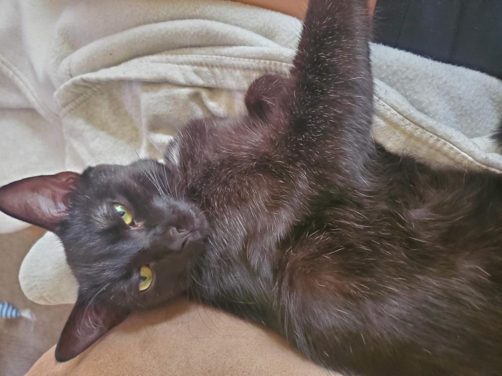 Image of toothless, Lost Cat