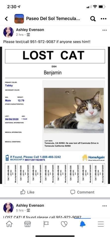 Image of Benjamin, Lost Cat
