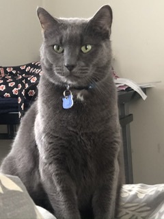 Image of Denny, Lost Cat