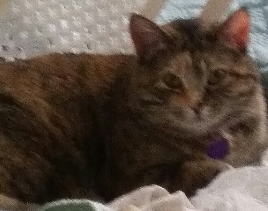 Image of Lulu, Lost Cat
