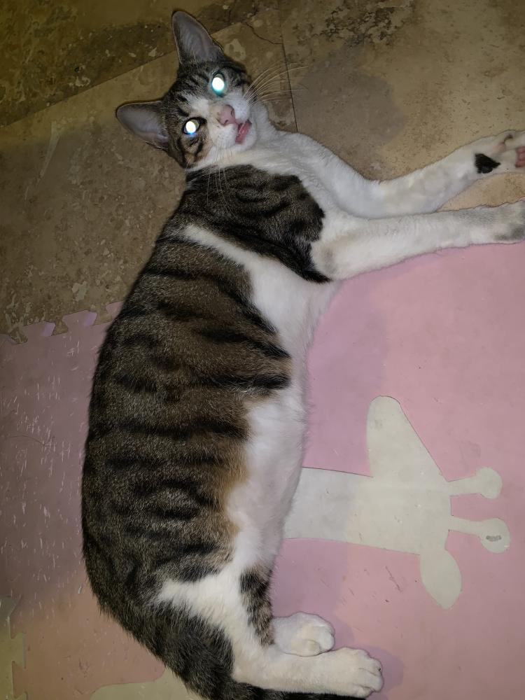 Image of Caramelo, Lost Cat