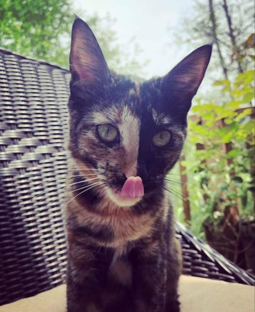 Image of Gypsy Jade Littlepaw, Lost Cat