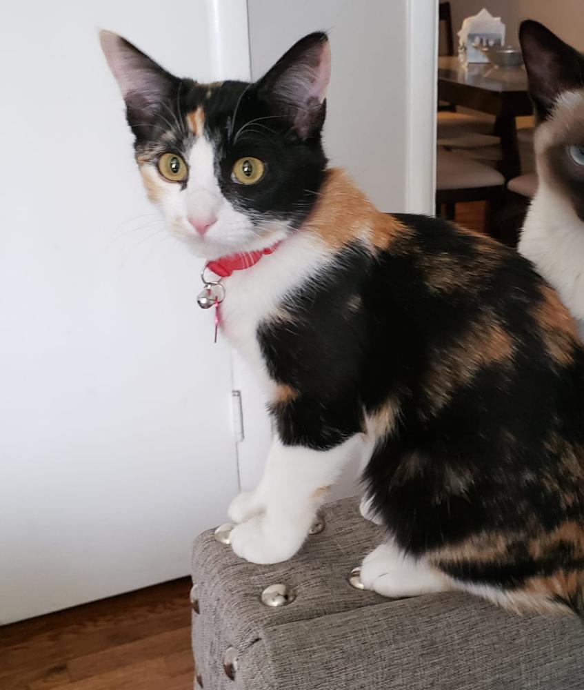Image of Candy, Lost Cat