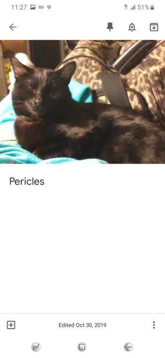 Image of Pericles, Lost Cat