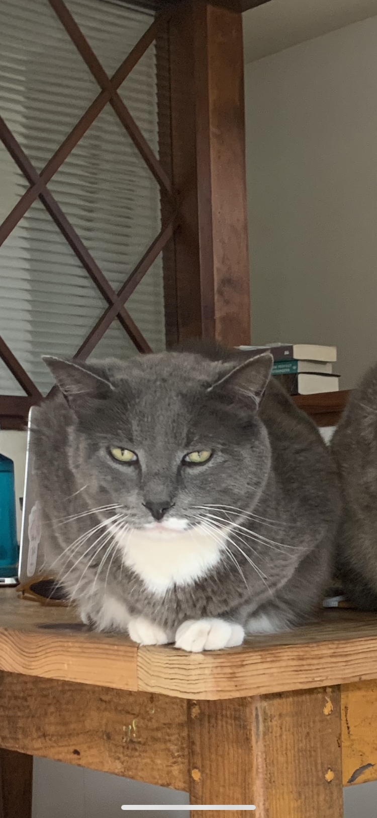 Image of Neamouse, Lost Cat