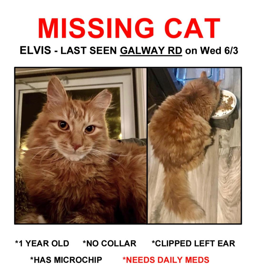 Image of Elvis, Lost Cat