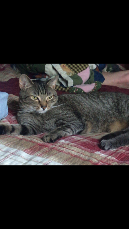 Image of Biskit, Lost Cat