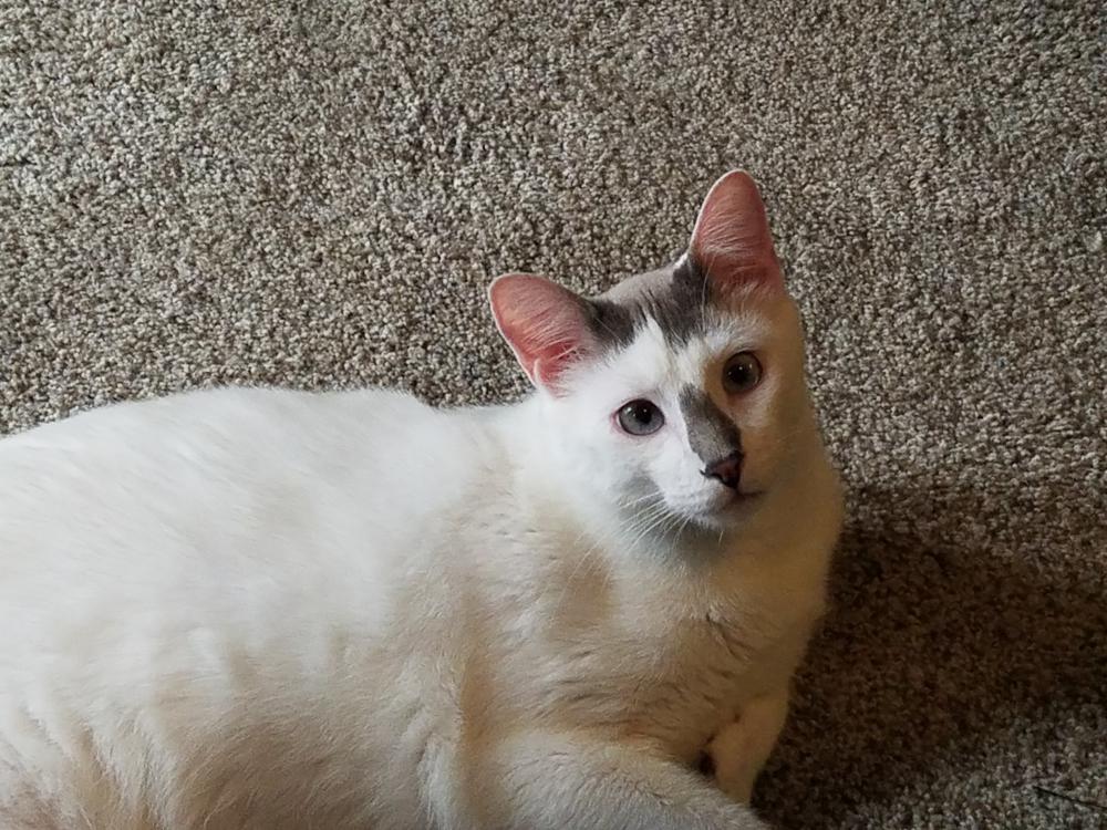 Image of Dobbie, Lost Cat