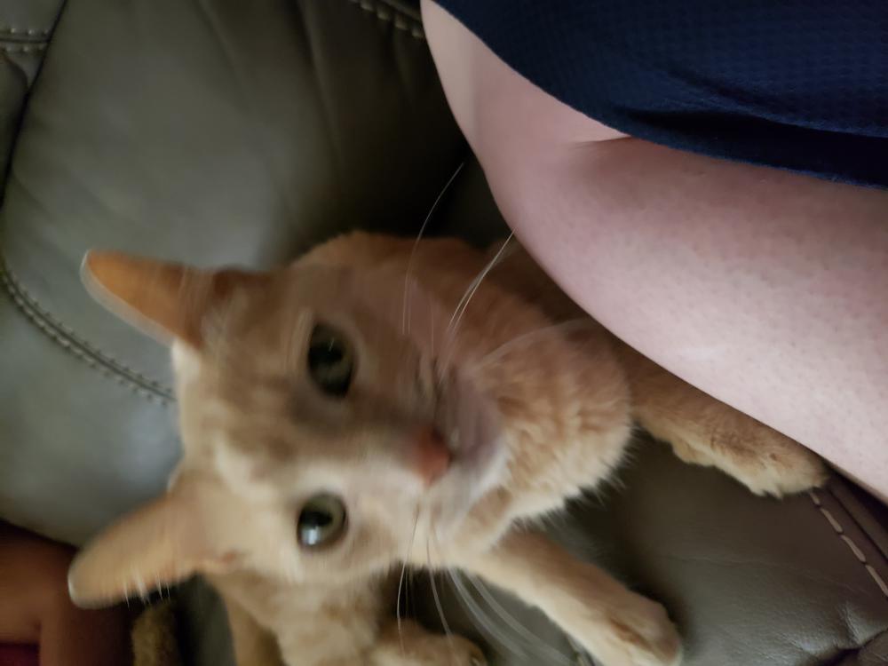 Image of Lucky, Found Cat