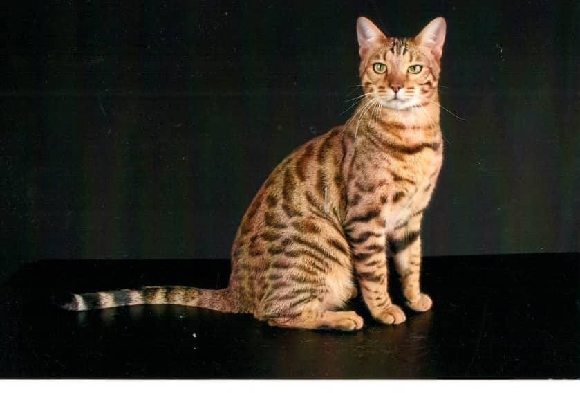 Image of Thomas (a bengal), Lost Cat