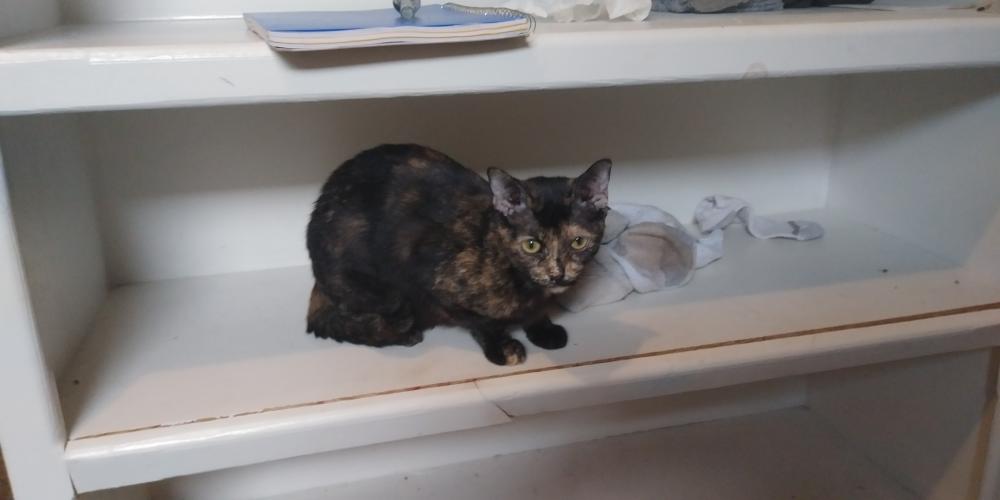 Image of Charlee, Lost Cat
