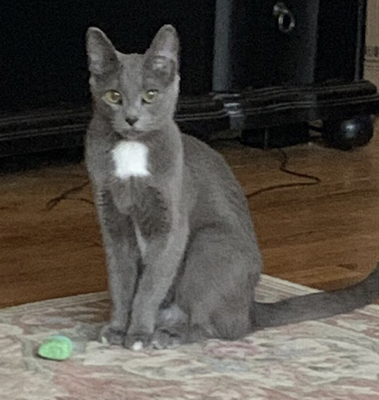 Image of Little Gray, Lost Cat