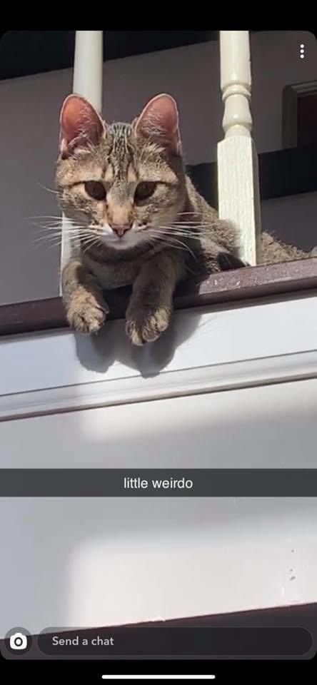 Image of S’moreo, Lost Cat