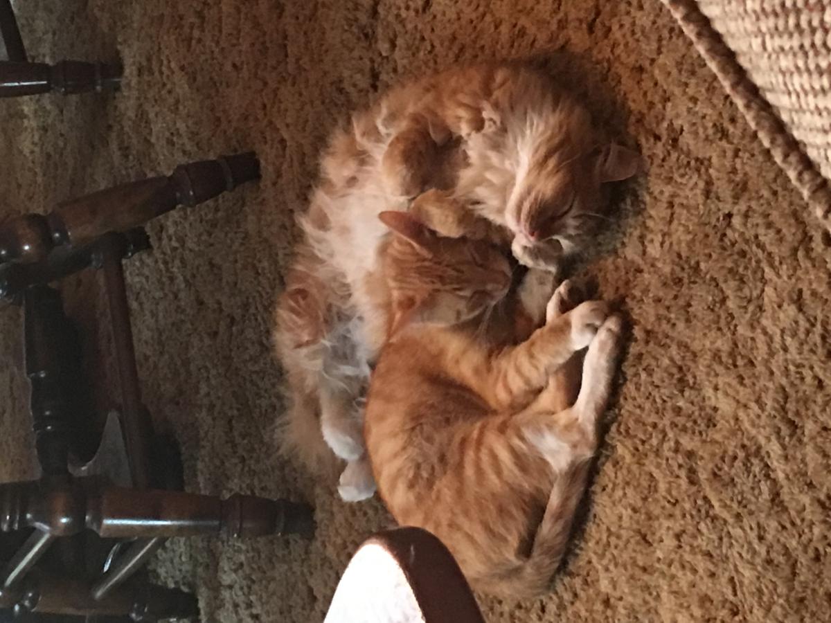 Image of Ginger and Baby, Lost Cat