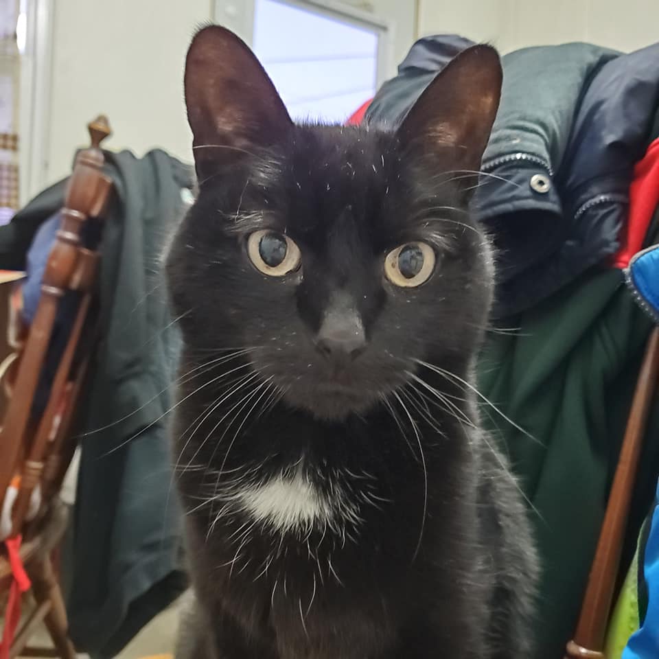 Image of Mikko, Lost Cat