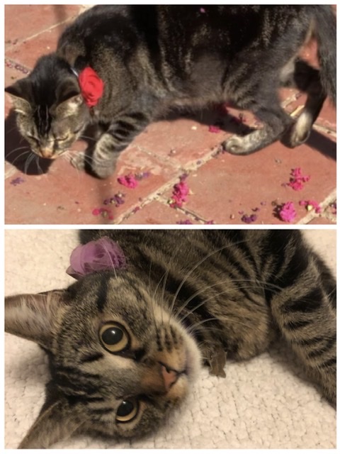 Image of Ruby   Brn/Blk Tabby, Lost Cat