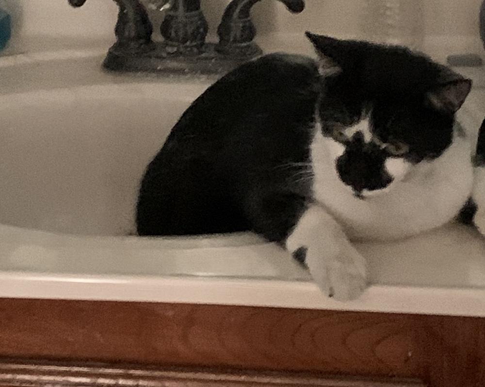 Image of Calvin, Lost Cat