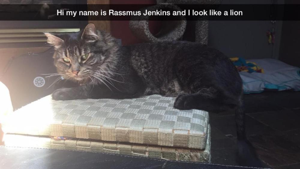 Image of Rasmus, Lost Cat
