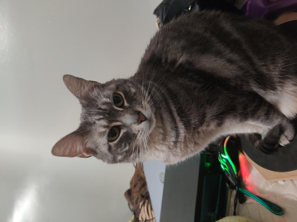 Image of Moxxie, Lost Cat