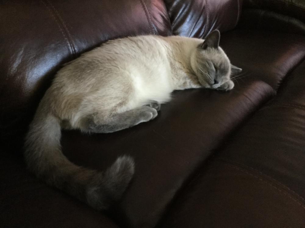 Image of Kimba, Lost Cat