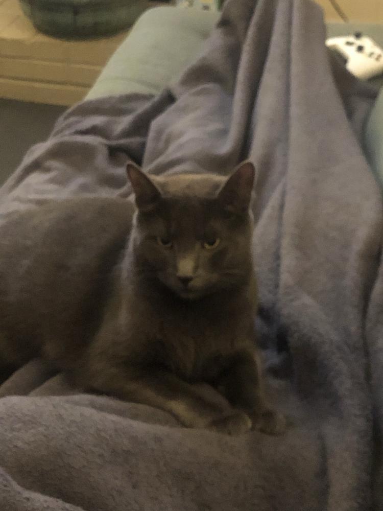 Image of Blue, Lost Cat