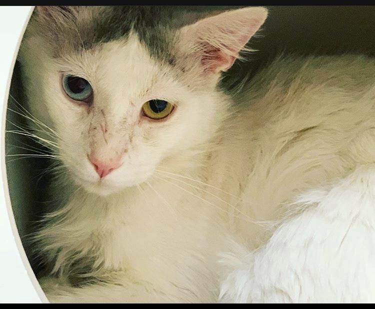 Image of Kasper, Lost Cat