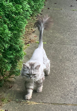 Image of Cleo, Lost Cat