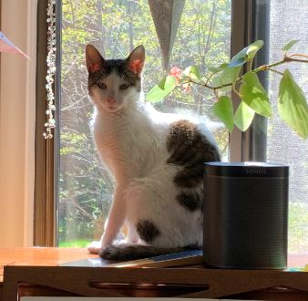 Image of Gloria, Lost Cat