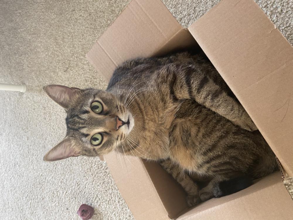 Image of Dewey, Lost Cat