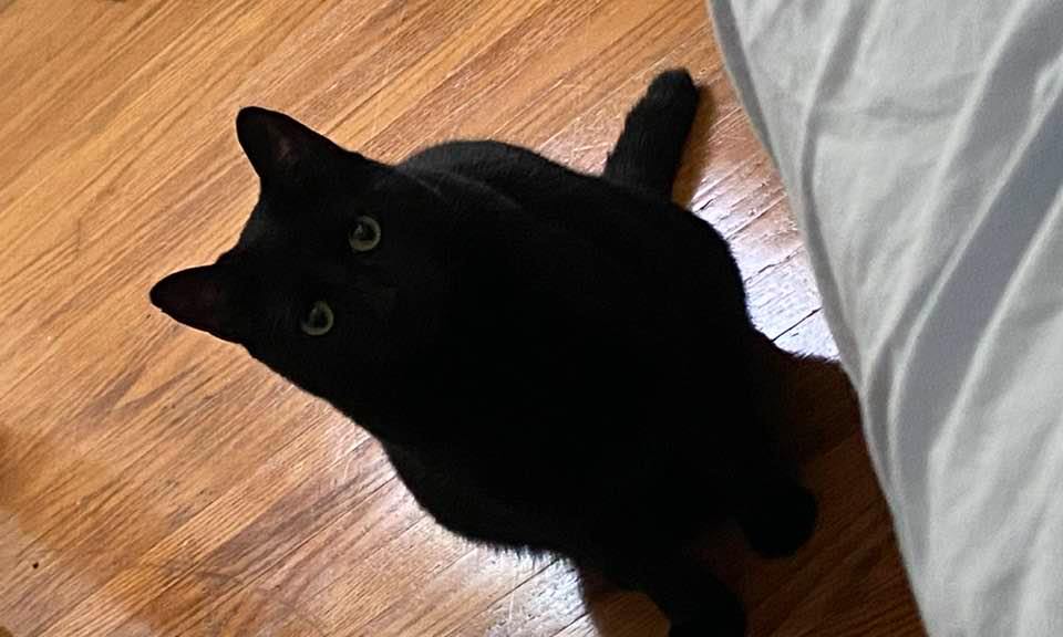 Image of Marco, Lost Cat