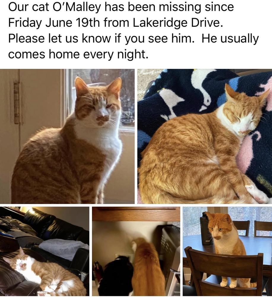 Image of O’Malley, Lost Cat