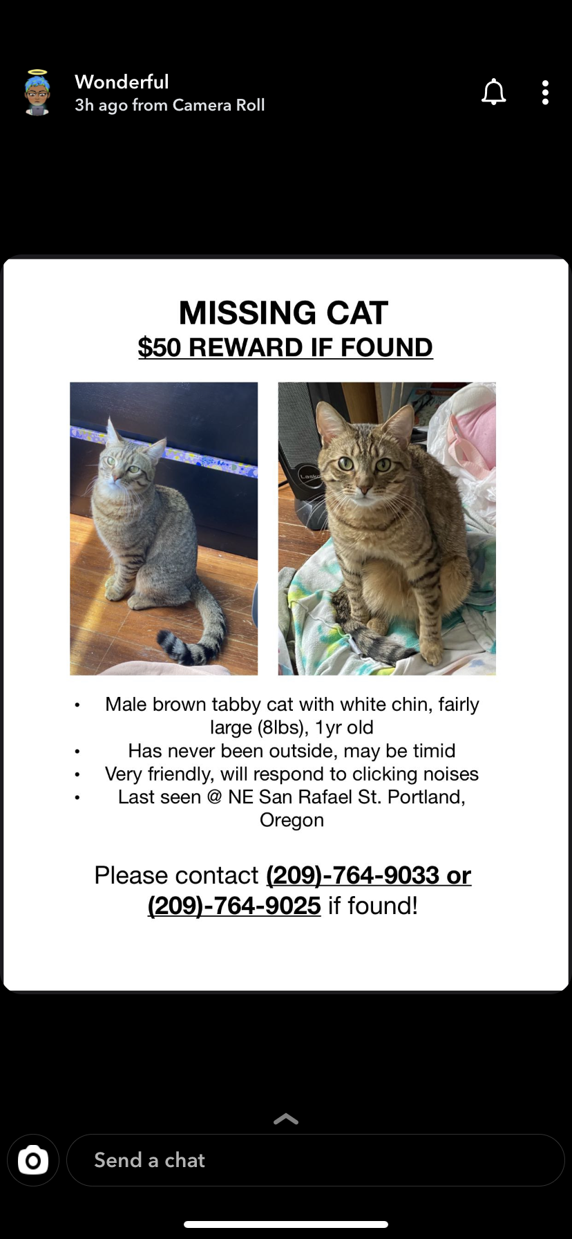 Image of Spazz, Lost Cat