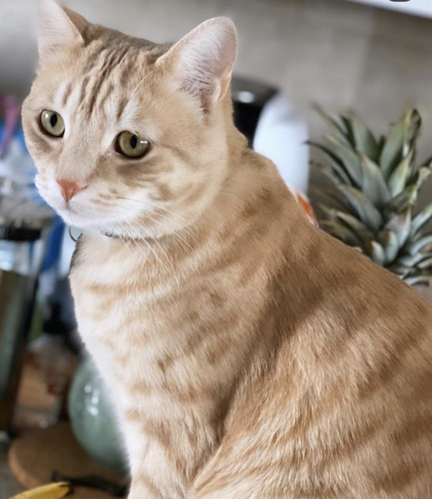 Image of Randy, Lost Cat
