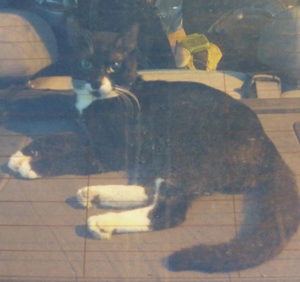 Image of Koga Lei, Lost Cat