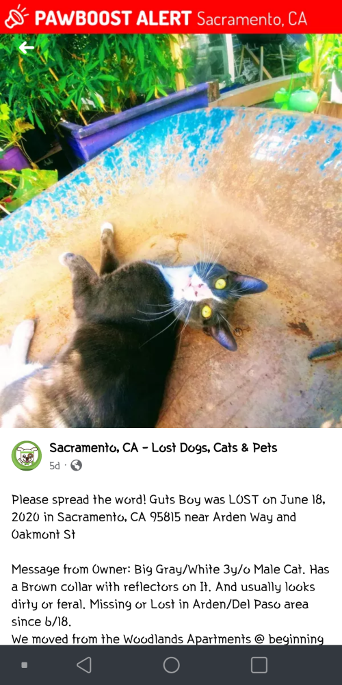 Image of Guts Boy, Lost Cat