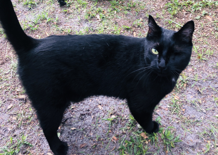 Image of Peeta, Lost Cat