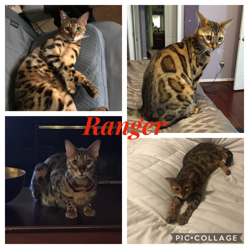 Image of Ranger, Lost Cat