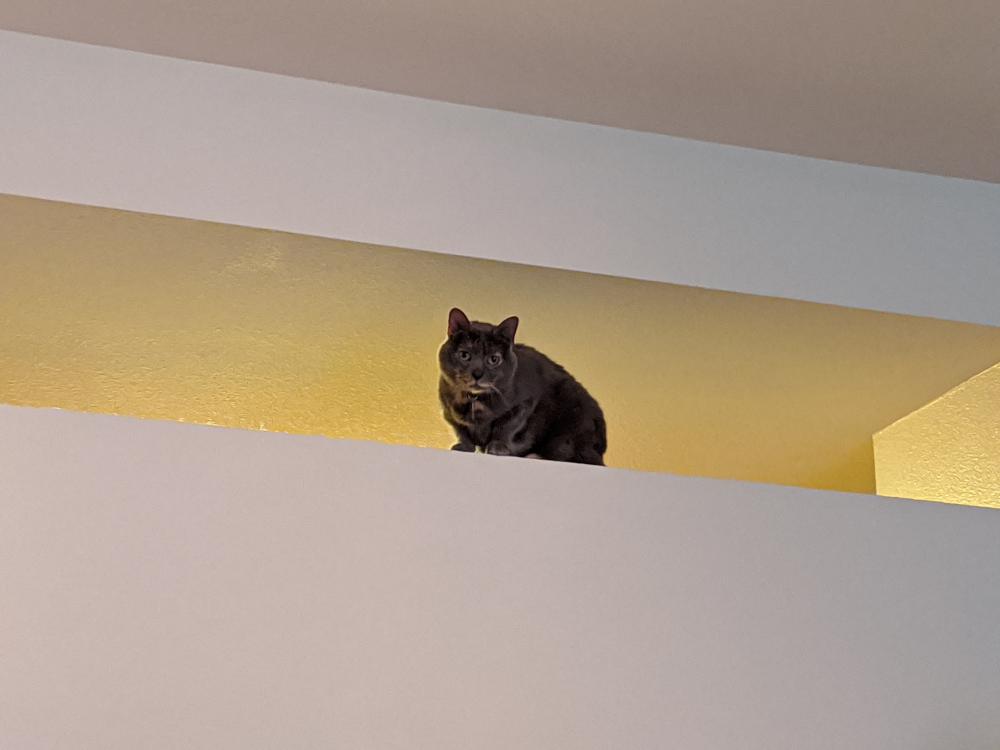 Image of Anouk, Lost Cat