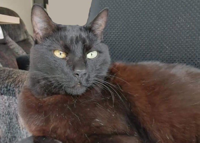Image of Ajax, Lost Cat