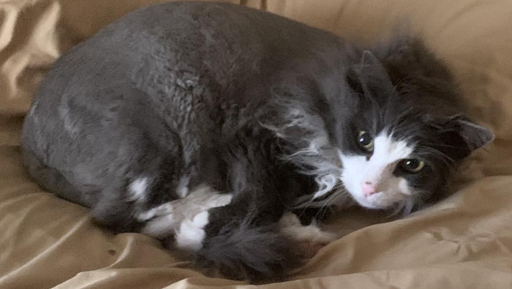 Image of Fat Cat, Lost Cat
