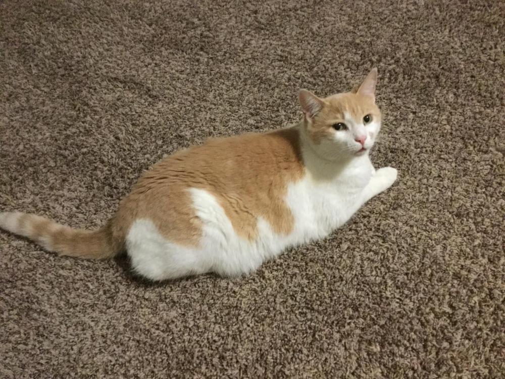 Lost Cat Unknown in LEXINGTON, KY Lost My Kitty