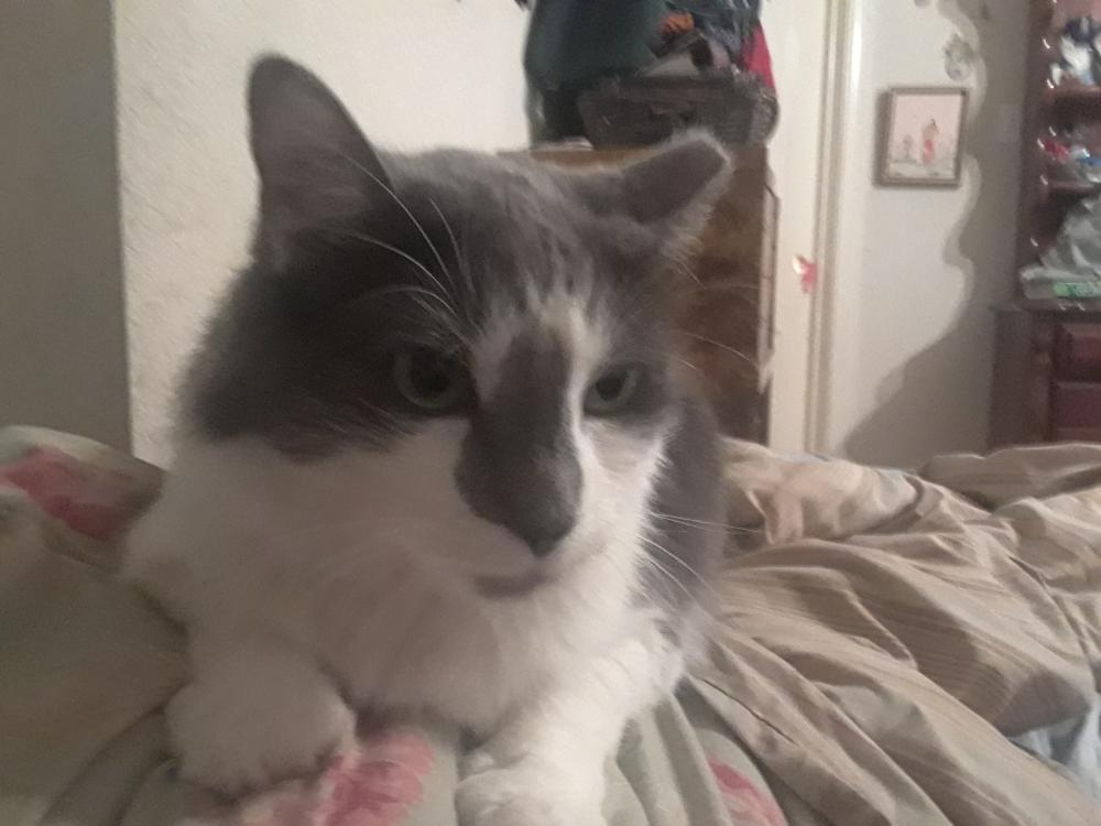 Image of Silver (Silvie), Lost Cat
