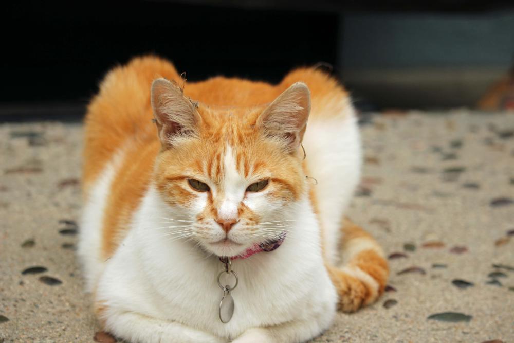 Image of Peaches, Lost Cat
