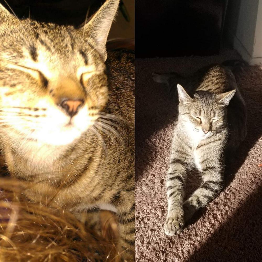Image of Beaux, Lost Cat