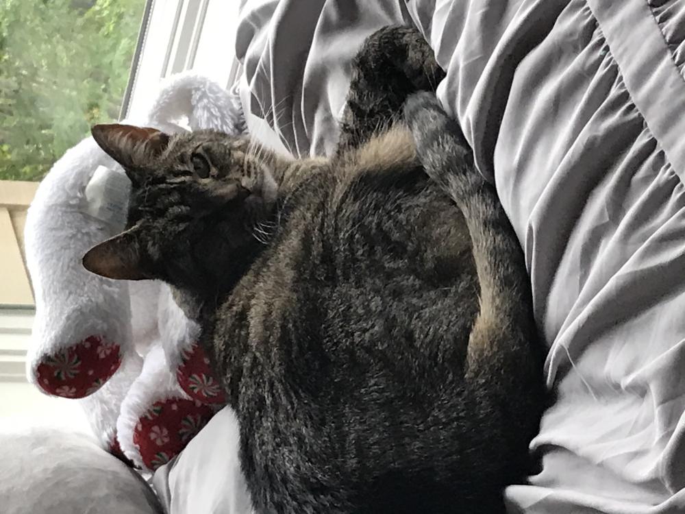 Image of Scarlett, Lost Cat