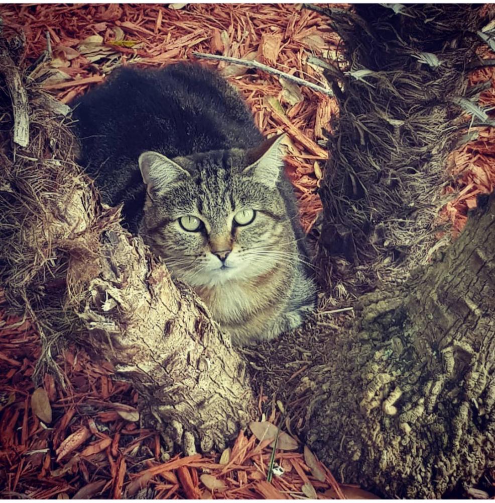 Image of Arya, Lost Cat