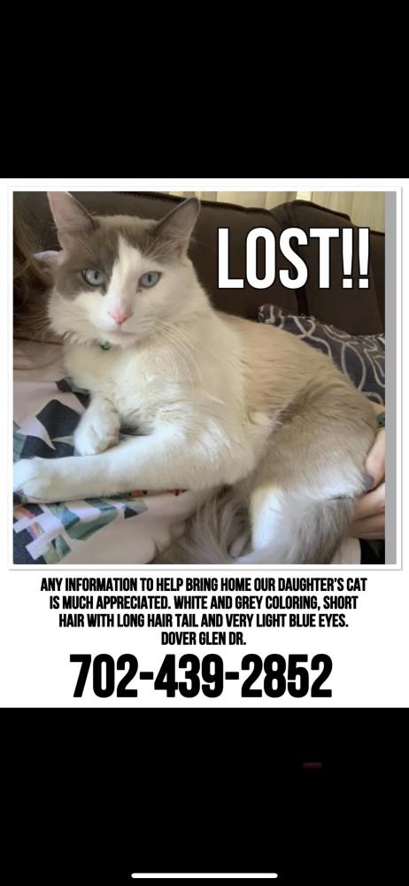 Image of Chip, Lost Cat