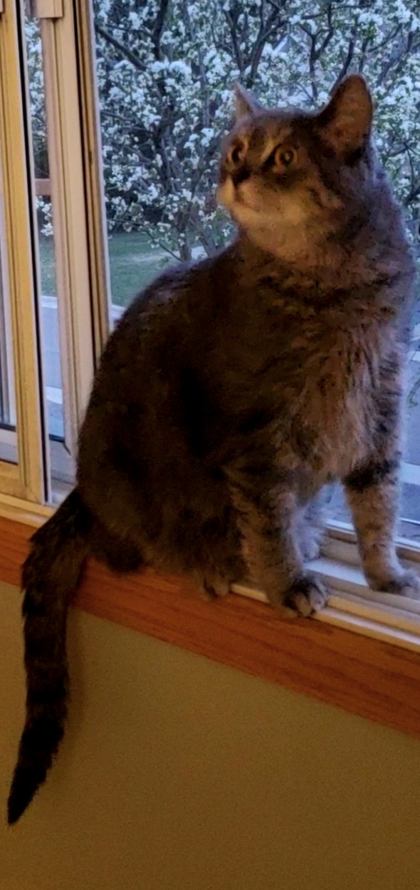 Image of Kinsey, Lost Cat