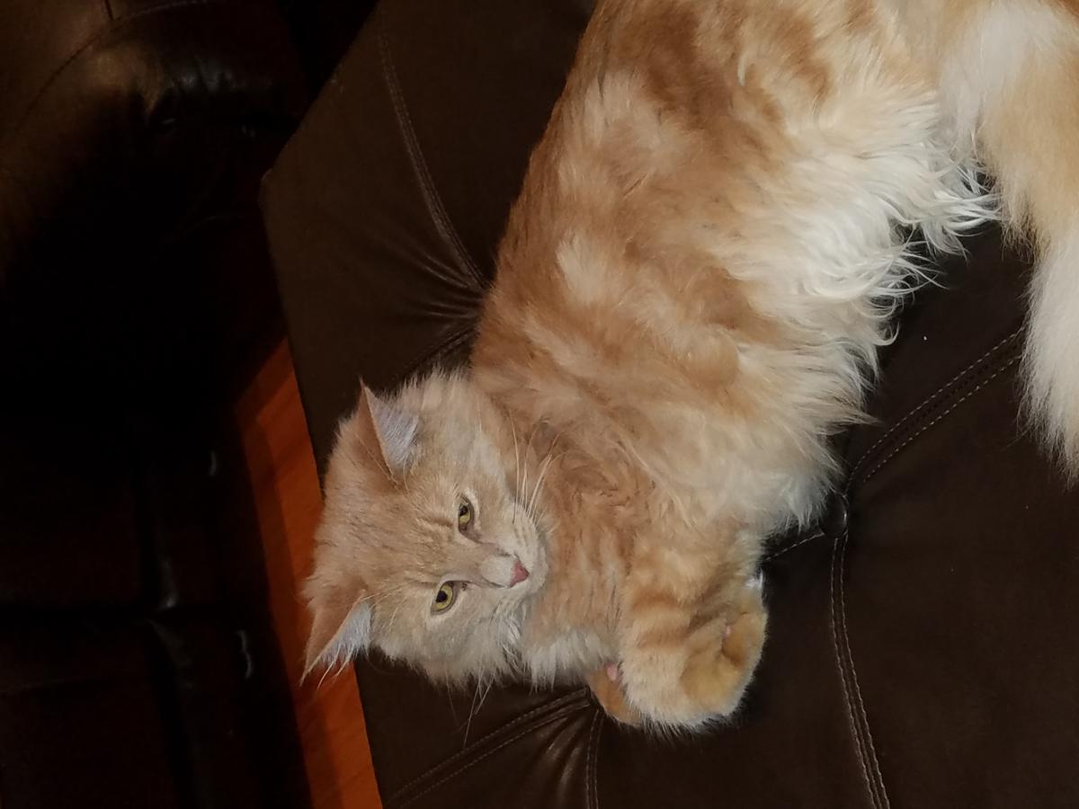 Image of Sprinkles, Lost Cat