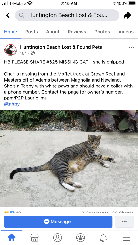 Image of Char Char, Lost Cat